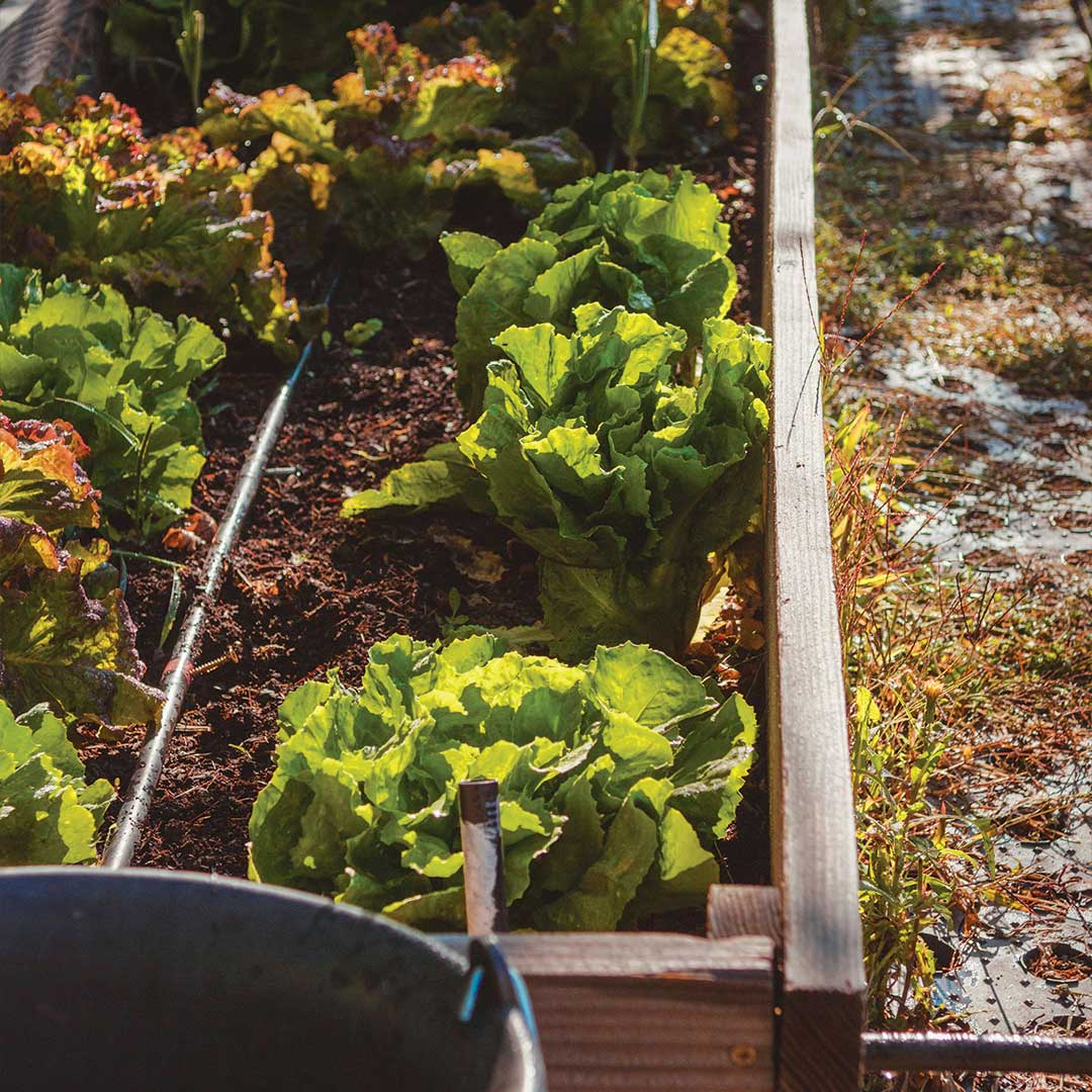 Acción Ambiental con Green Corner