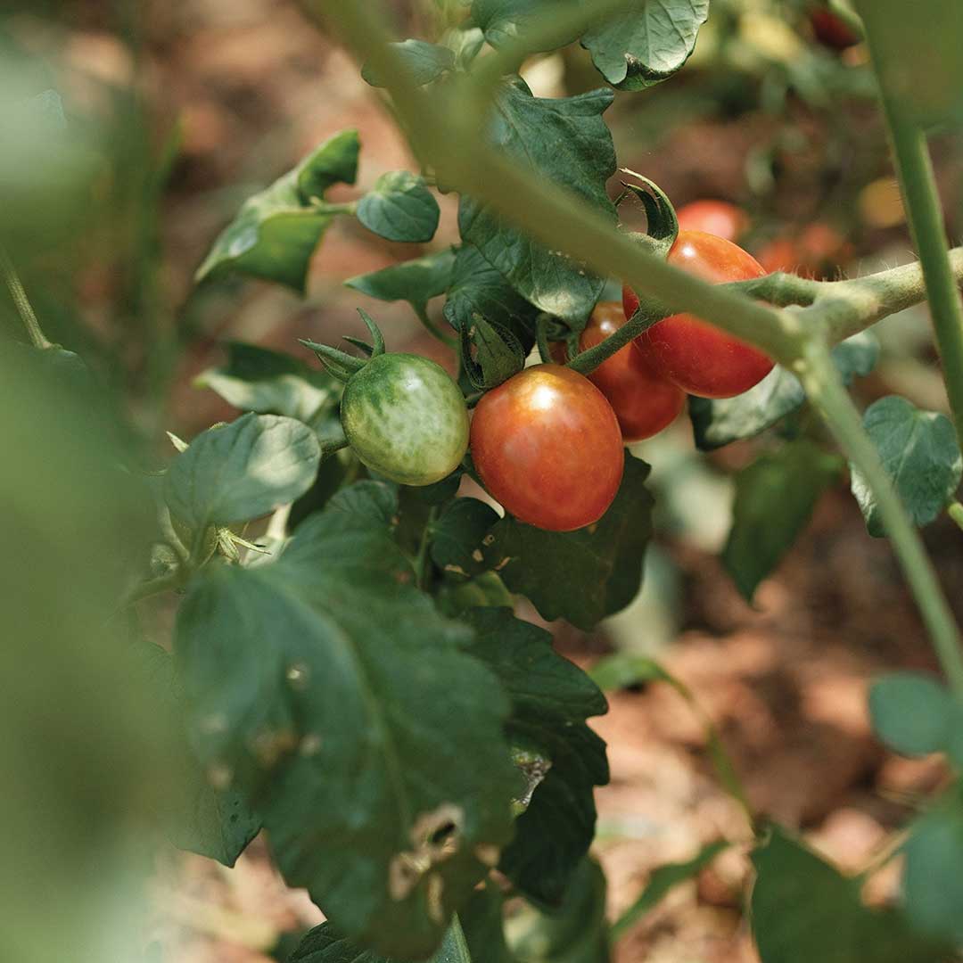 ¿Vale la Pena Comer Orgánico?